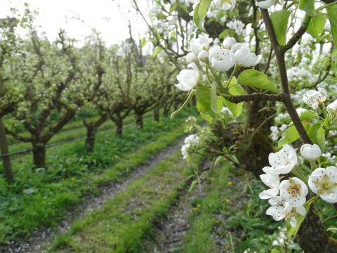 Blossoms at Olmenhorst